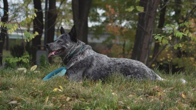 Australian Cattle Dog. The dog playing with a puller