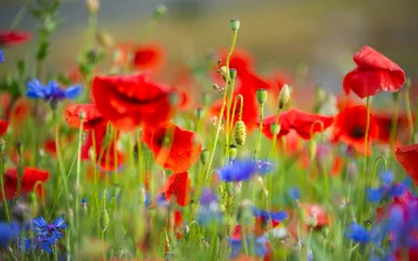 Fototapeten Beautiful poppies and other wild flowers in summer meadow © Maresol