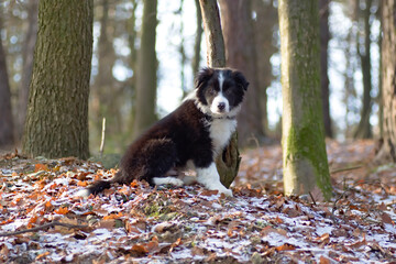 dog in the woods
