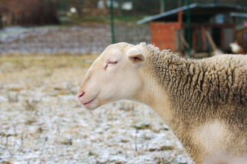 close up of a sheep