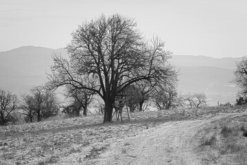 tree in the snow