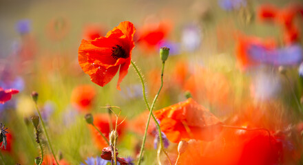 Beautiful poppies and other wild flowers in summer meadow