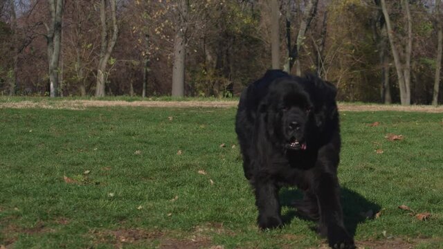 Female black Newfoundland dog is running on grass meadow.