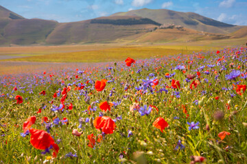 Beautiful poppies and other wild flowers in summer meadow