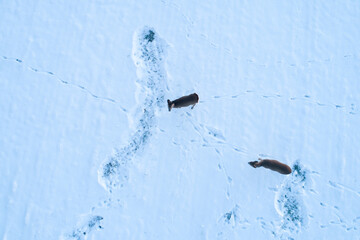 Aerial of two Roe deer, Capreolus capreolus listening on a snowy field during a sunset on a winter evening in Estonia.
