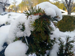 Schneebedeckter Nadelbaum