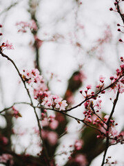 pink flowers on a cherry tree early spring