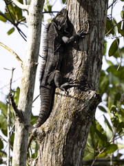 The Great Lizard, Black Iguana, Ctenosaura similis, lives near abundant beaches, Costa Rica