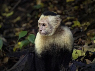Panamanian white-faced capuchin Cebus imitator, Manuel Antonio, Costa Rica