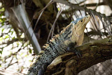 The Great Lizard, Black Iguana, Ctenosaura similis, lives near abundant beaches, Costa Rica