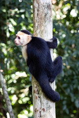 Panamanian white-faced capuchin Cebus imitator, Manuel Antonio, Costa Rica