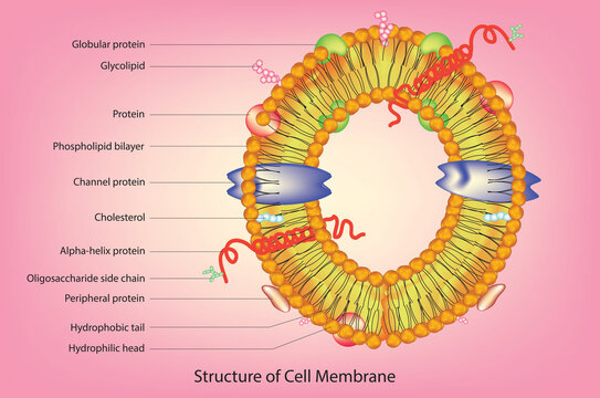 Fluid mosaic model of cell plasma membrane in biology (Singer Nicolson model of cell membrane)