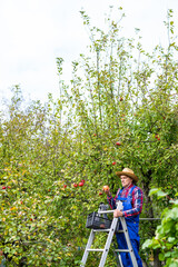 Handsome apple gardener in uniform. Seasonal summer fruit harvesting.