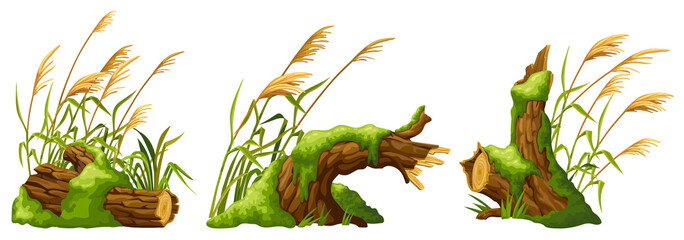 Stump in moss with reeds. Cartoon log, cattail in swamp jungle. Broken tree in fungus and bulrush. Isolated vector element on white background. © valadzionakvolha