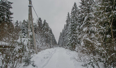 winter in the forest