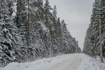 snow covered trees