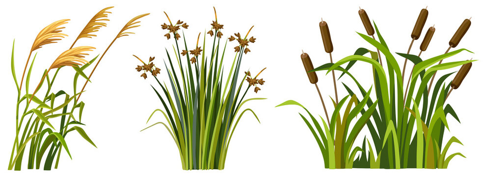 Marsh reed, grass. Set of swamp cattails. Vector bulrush for computer games isolated on white background.