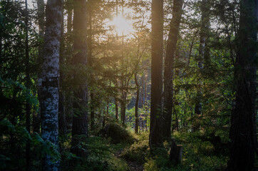 morning in the forest