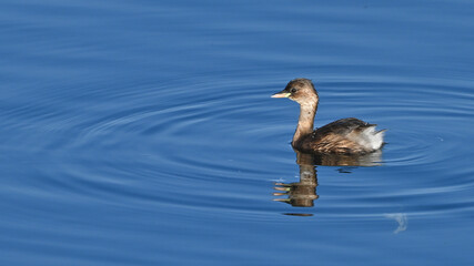 Tuffetto fermo sull'acqua del lago, che osserva, in inverno