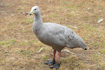 An australian Cape Barren Goose (cereopsis novaehollandiae) standing on grass
