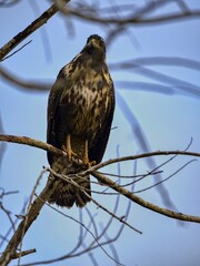 The Great Black Hawk, Buteogallus urubitinga, is one of the great predators, Costa Rica