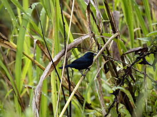 Blue-black grassquit, Volatinia jacarina, small bird lost in dense vegetation, Costa Rica