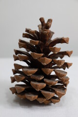 Dried wood pineapple fallen from the tree with a white background, for home decoration