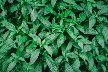 Natural background of green leaves with vintage filter