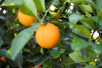 ripe oranges on orange trees