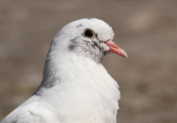 Beautiful white pigeon