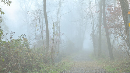 Paesaggio dei boschi immersi nella fitta nebbia autunnale