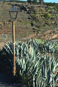 
Some old street lamps, some plants called piteras, on the island of La Gomera