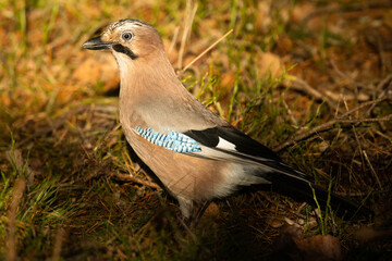 Obraz premium Beautiful Eurasian jay, Garrulus glandarius on the ground during a sunny autumn day in Estonian boreal forest.