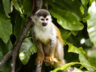 Naklejka na ściany i meble Central American squirrel monkey Saimiri oerstedii, small agile monkey, this species lives only in Central America, Costa Rica