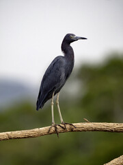 The little blue heron, Egretta caerulea, is a fairly abundant living near the water, Costa Rica