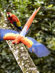 The Scarlet Macaw, Ara macao, is a large brightly colored parrot, Costa Rica