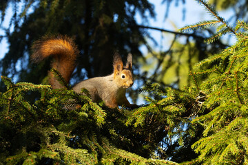 Obraz premium Red squirrel, Sciurus vulgaris staring at a trespasser from Spruce branches during a sunny autumn evening in a boreal forest. 