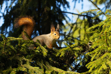 Red squirrel, Sciurus vulgaris staring at a trespasser from Spruce branches during a sunny autumn...