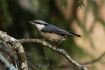 Courageous Eurasian nuthatch, Sitta europaea perched on a small Spruce branch in an European boreal forest. 