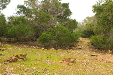 Countryside landscape with native bushes and conifers