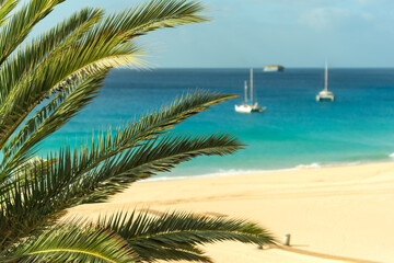 Sea sandy beach, palms and yachts 