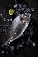Large fresh fish in ice on a black background