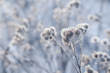 frost on branches of a burdock
