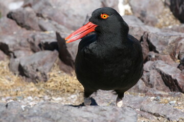 Huitrier noir / Haematopus ater - 2008 11 14 214018 Argentine - Puerto Deseado - 1602