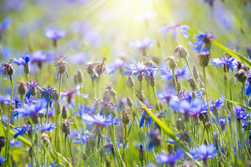 Obraz na płótnie Canvas Beautiful blue corn flowers and other wild flowers in summer meadow