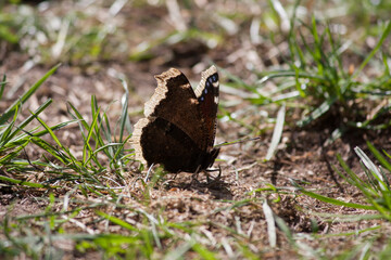 Naklejka na ściany i meble Butterfly sitting on the ground in the sun
