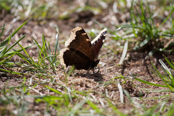 Naklejka na ściany i meble Butterfly sitting on the ground in the sun