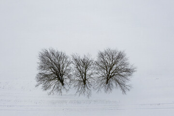 Baumgruppe im Winter von Oben fotografiert