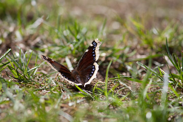 Butterfly sitting on the ground in the sun