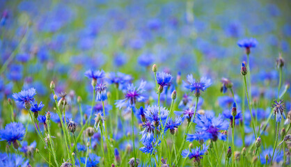 Beautiful blue corn flowers and other wild flowers in summer meadow